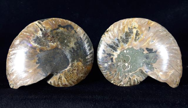 Cleoniceras (Grycia) besairiei COLLIGNON 1949 - Bild © FossNet FossilienStore